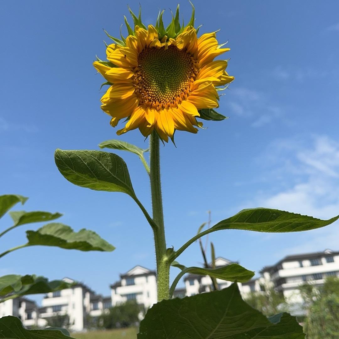 阳妈越妈