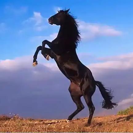 乔先森.