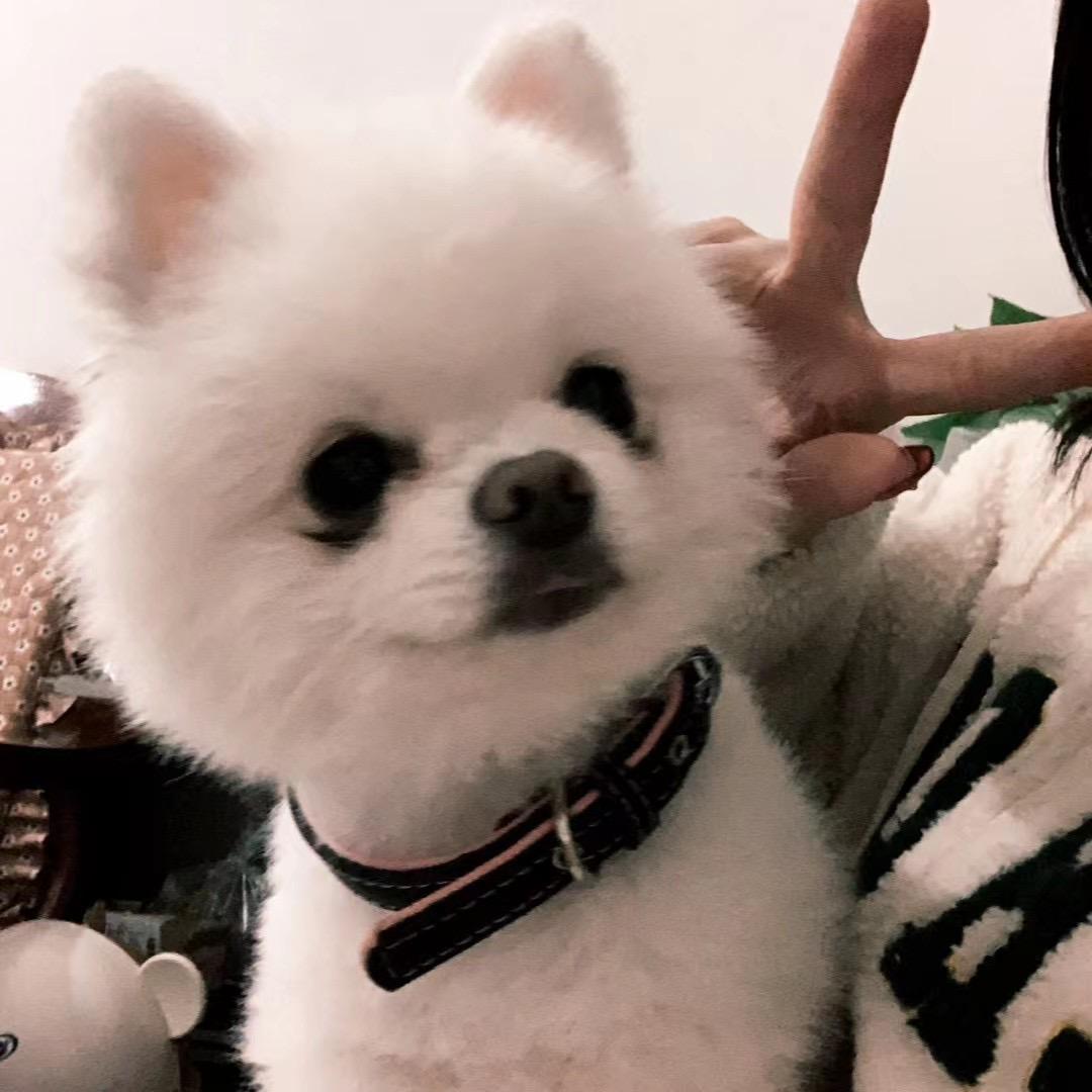 大熊猫🐼