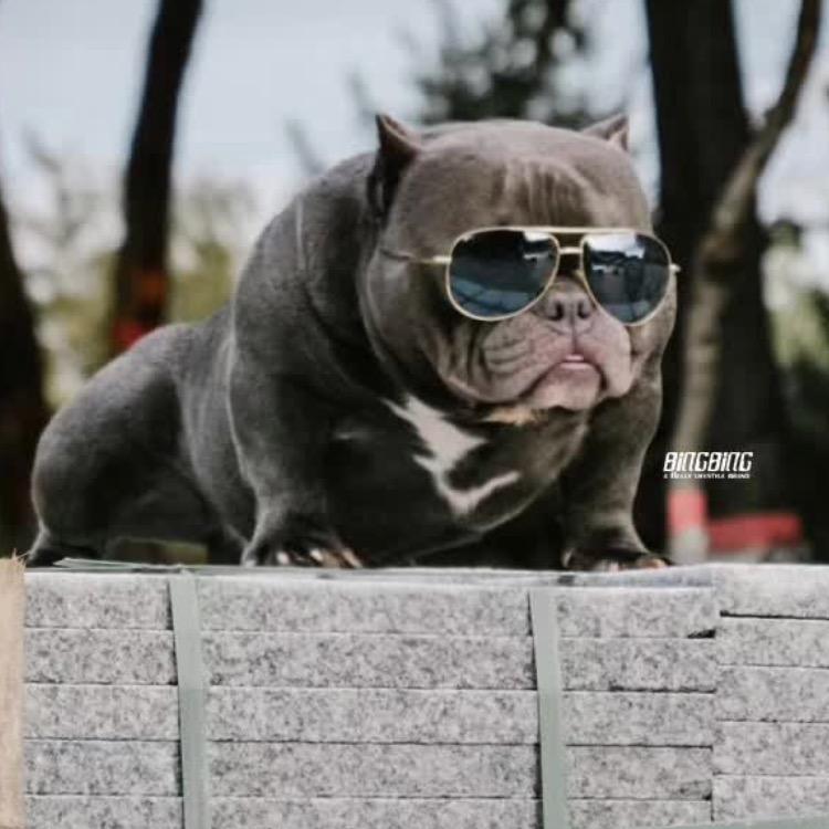 一一特体恶霸犬