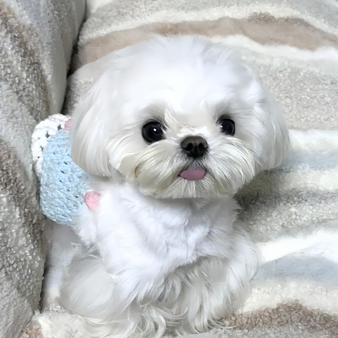 香菜噜噜