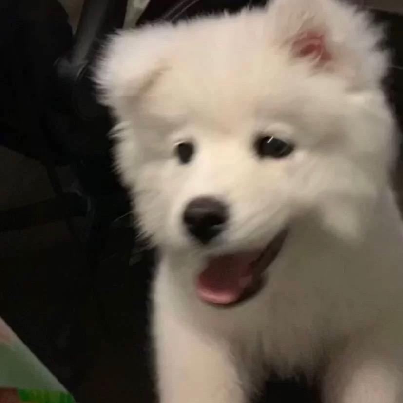 不好运小狗
