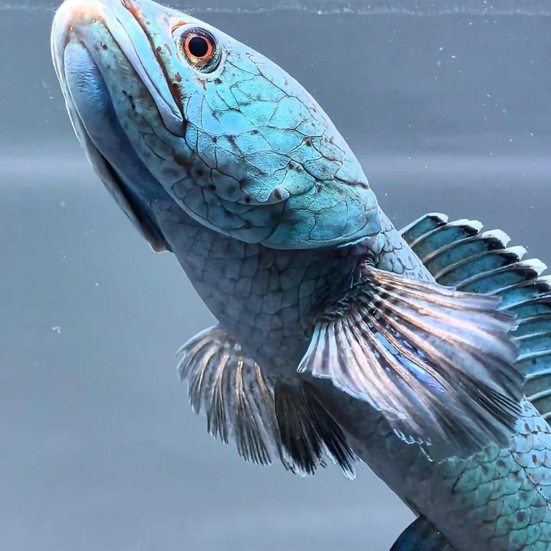 惠鑫海水族