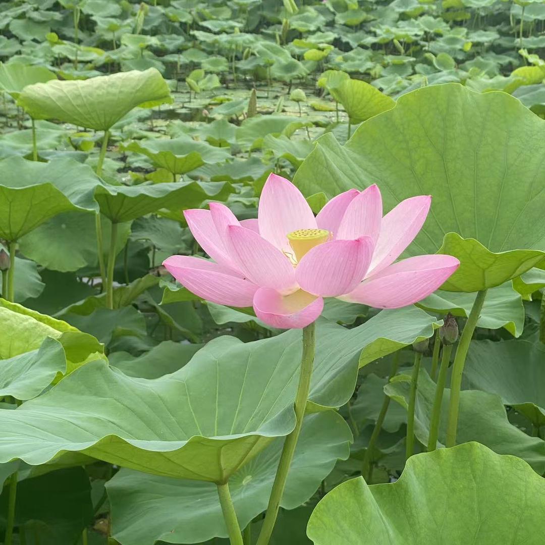 菩提花