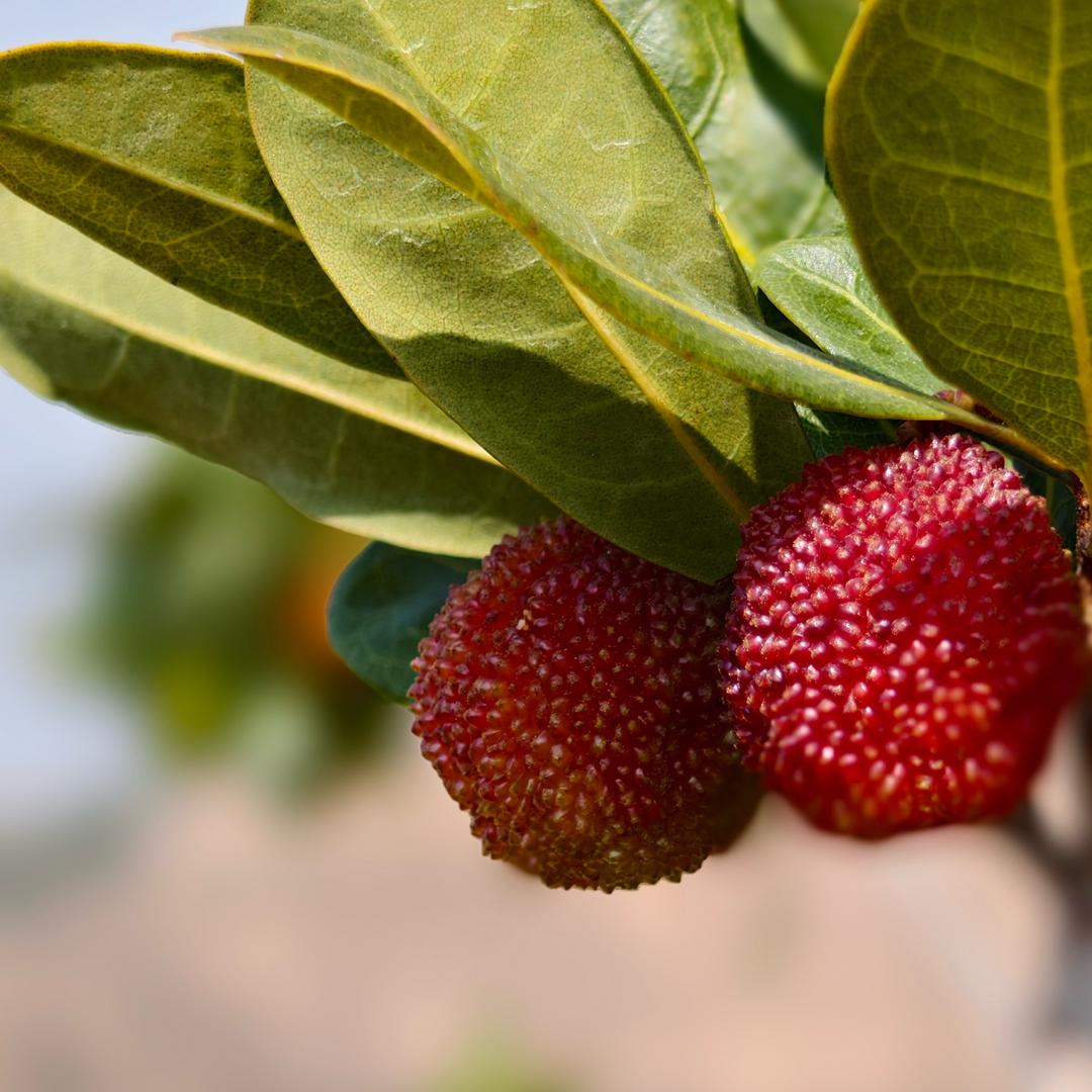 柳柳家梅山果园
