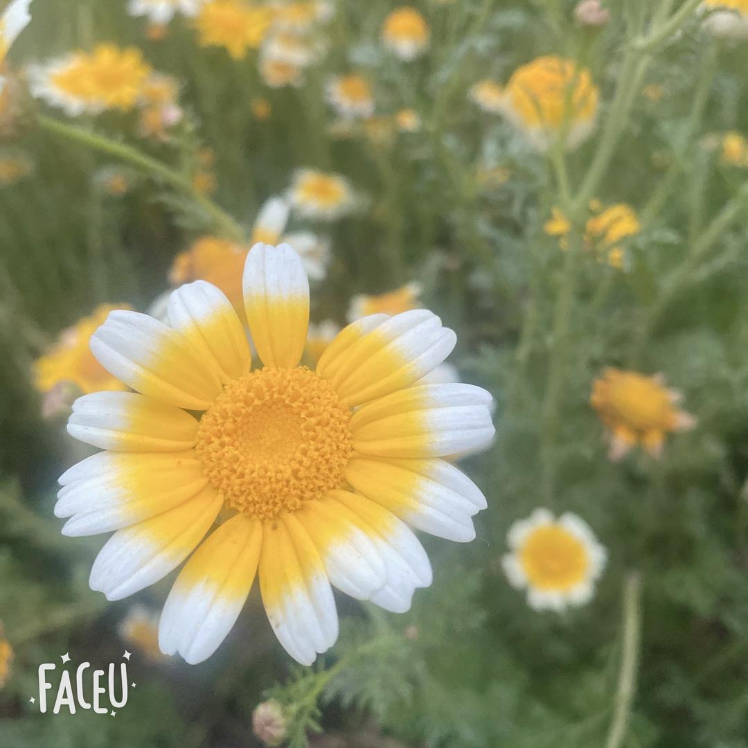 全职妈妈的无奈