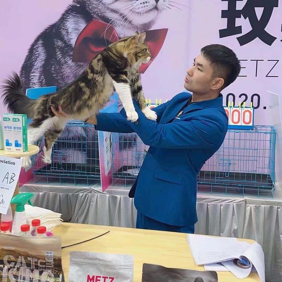 猫姥爷（每晚10点鉴猫）