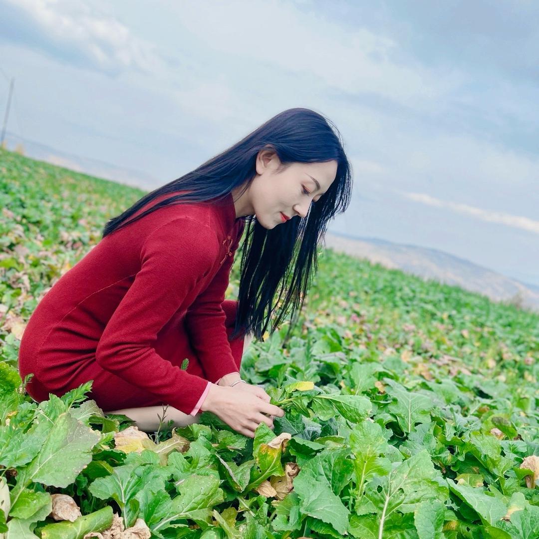甘肃唐糖（苹果西施）