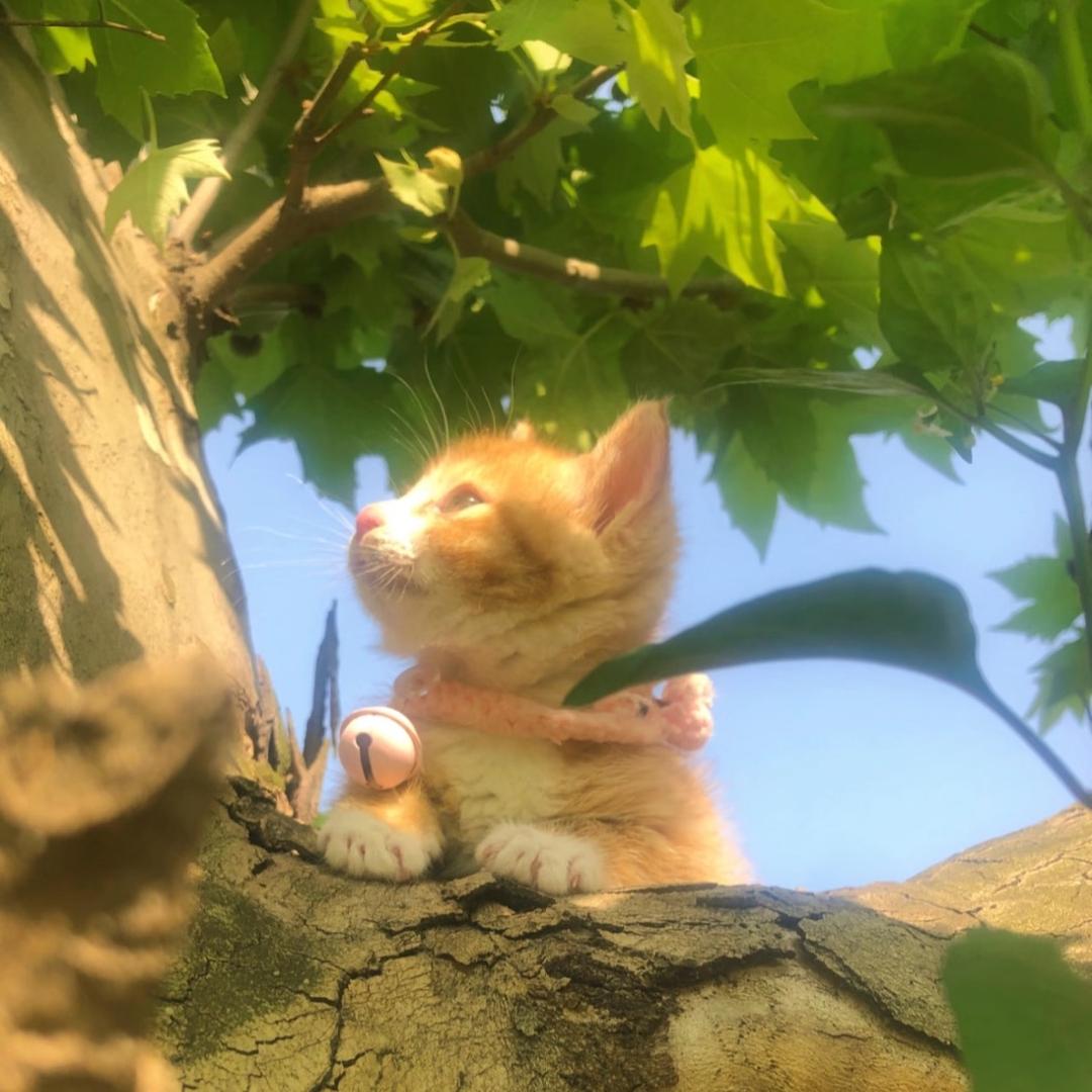 小猫.