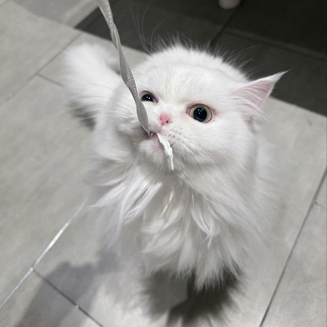 nini