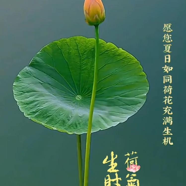 兰花草