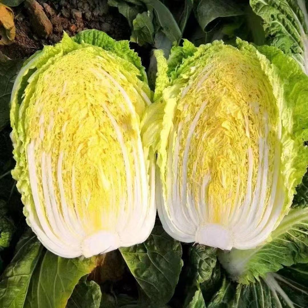 鑫荣蔬菜合作社