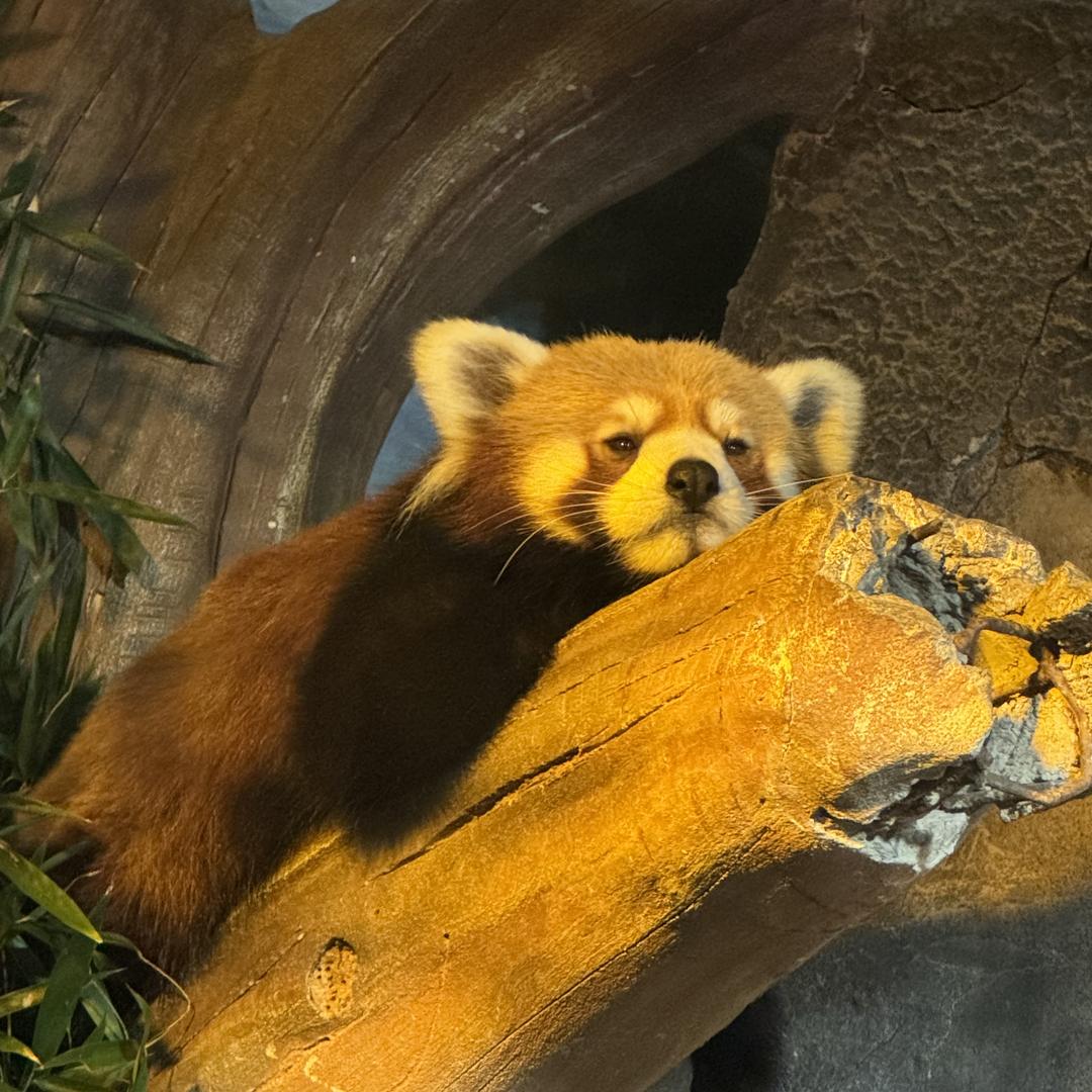 郁金香家居牛奶绒