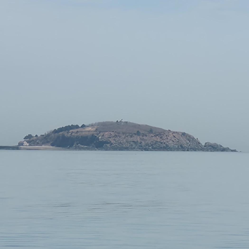 大花海鲜（黄蚬子）