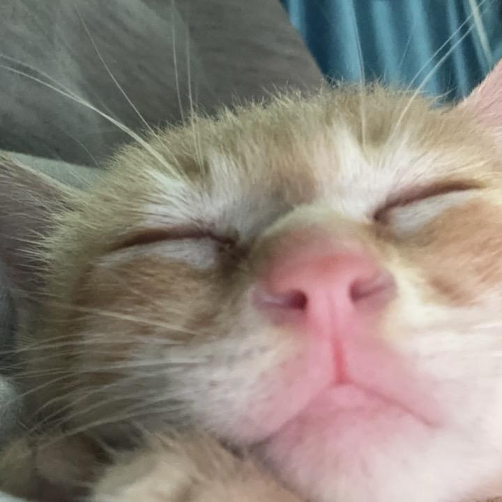 好多鱼