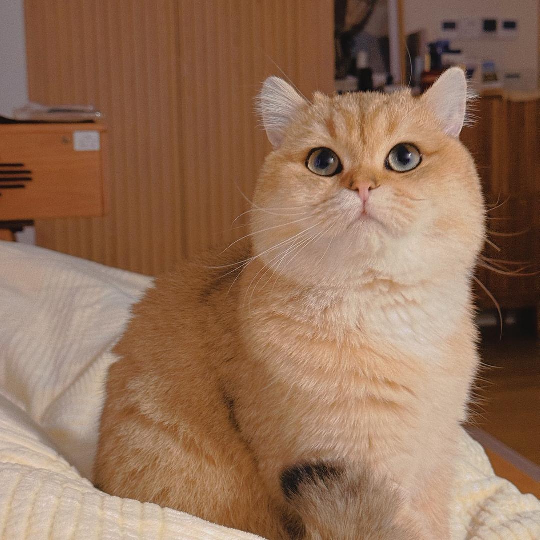 昂酱的『发财』小宝宝