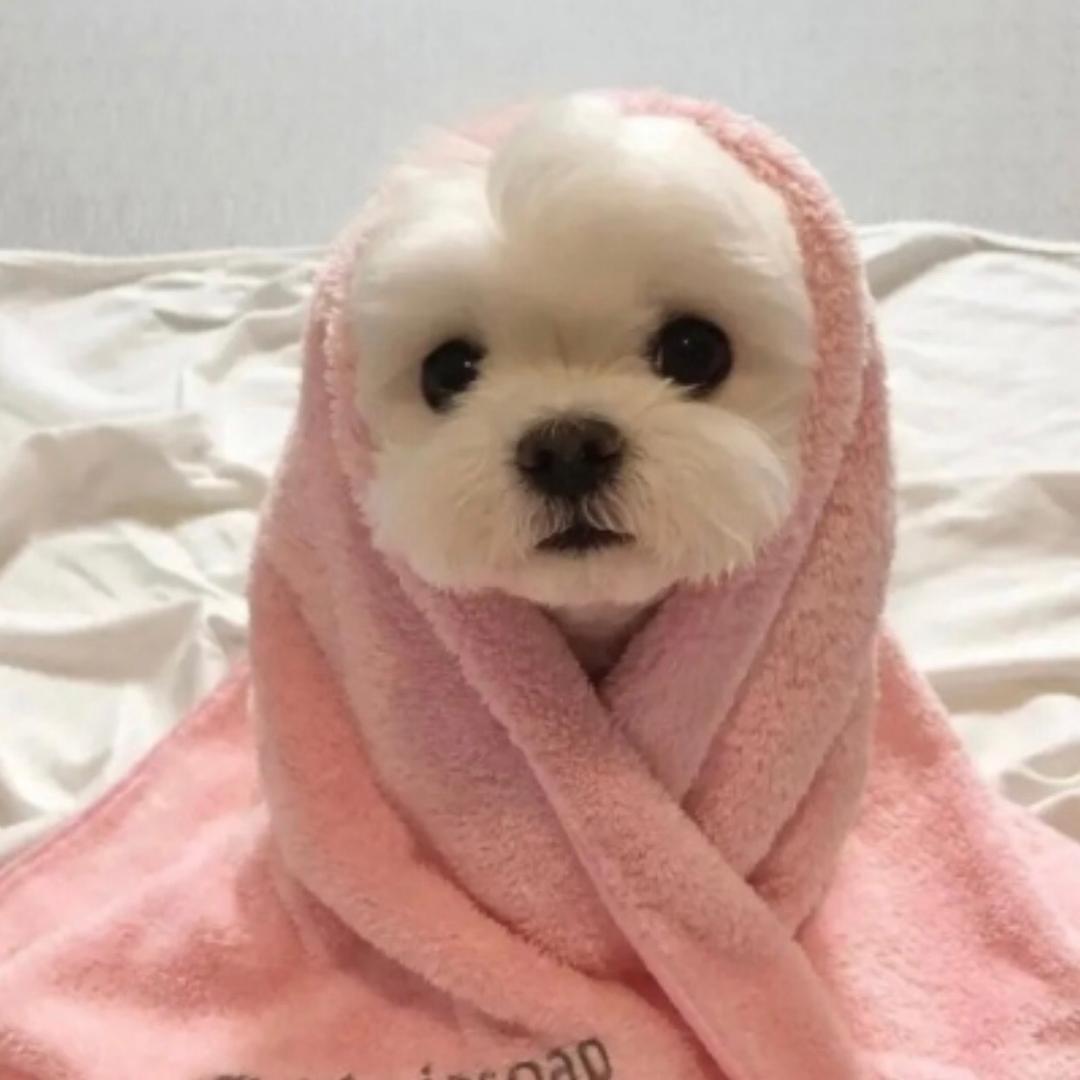 叉烧菠萝包