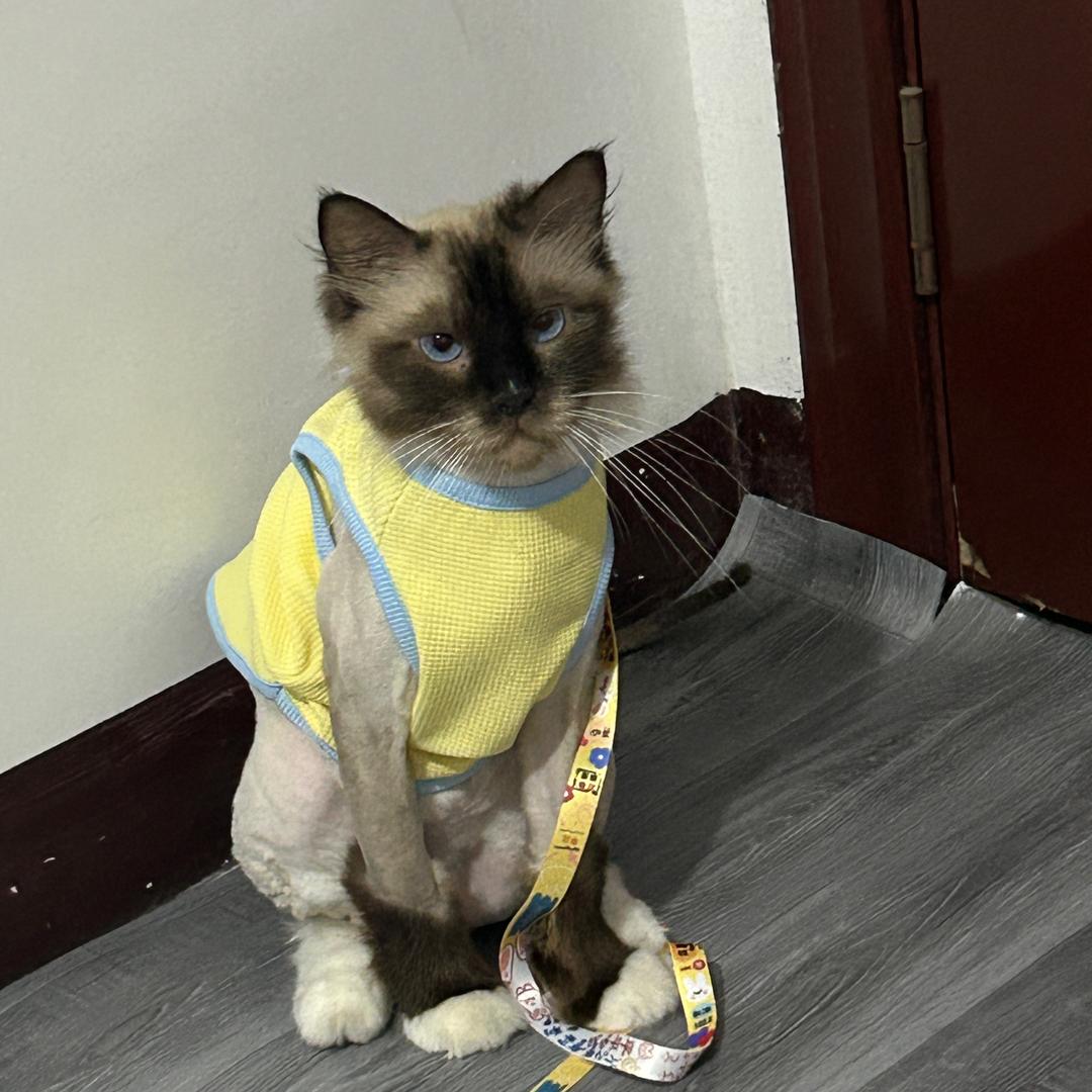 拿铁是只猫