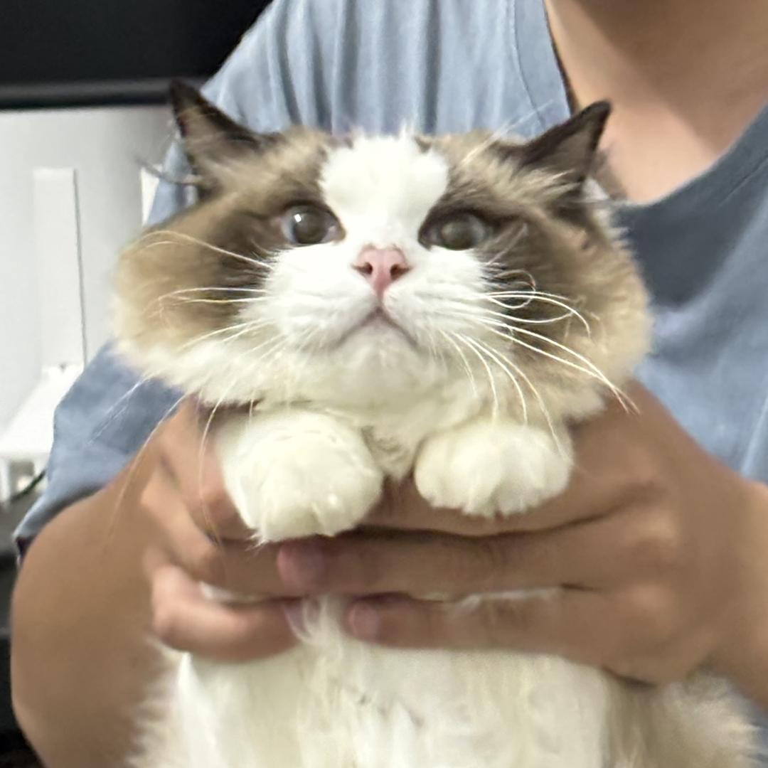 安安不爱看镜头