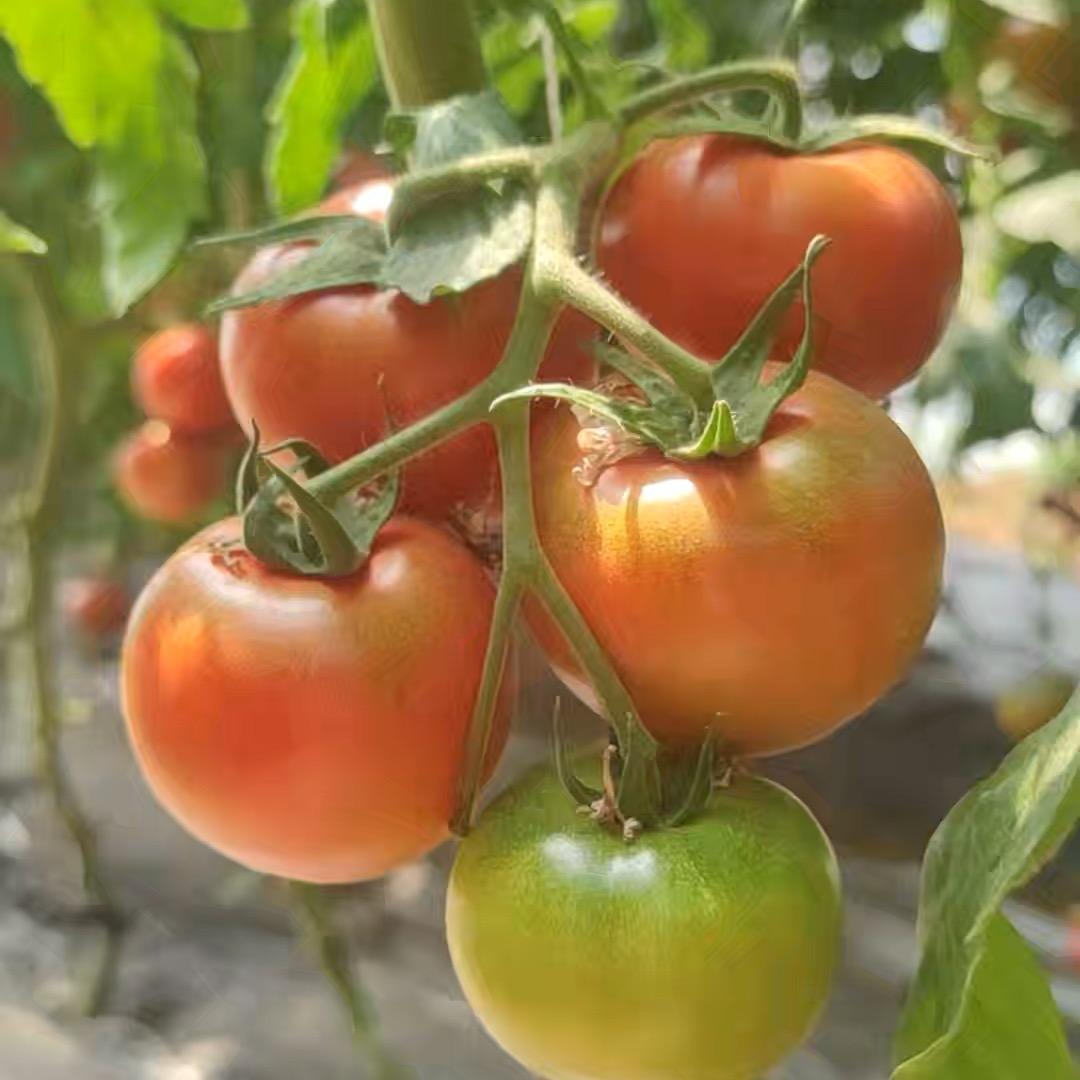 番茄花园官方号