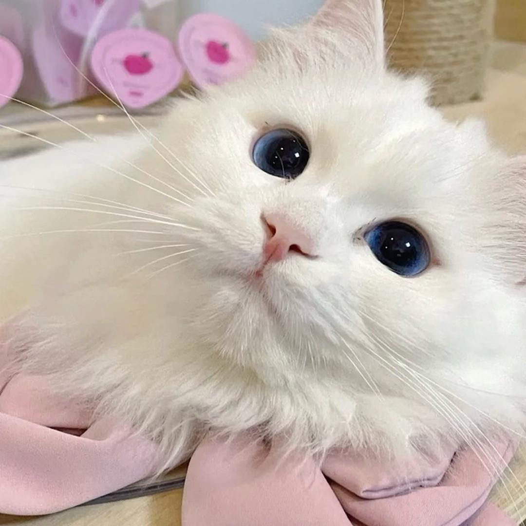 咸咸花卷🍣
