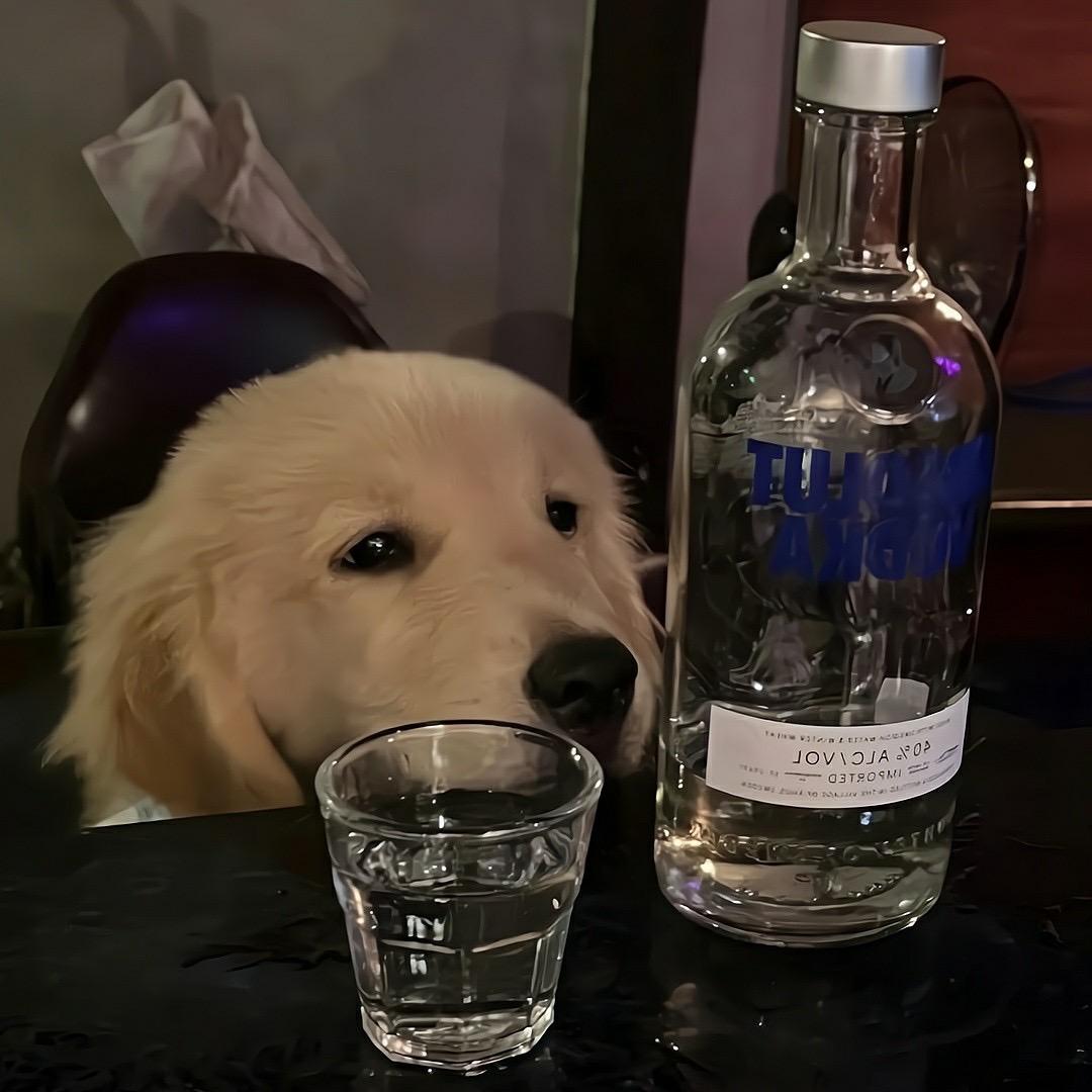 狗蛋0