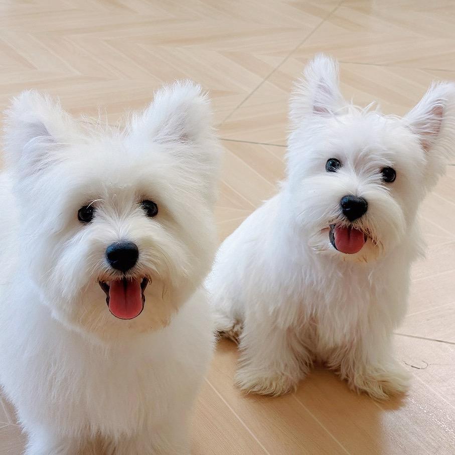 辣笔小西（西高地）