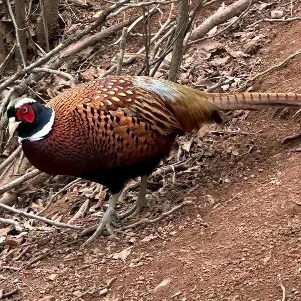 苏溪立塘山鸡养殖