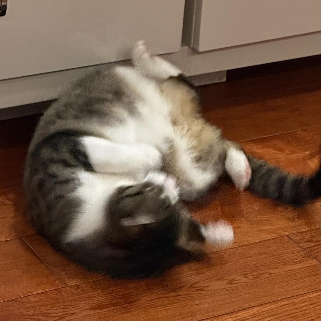 小熊软糖在长大