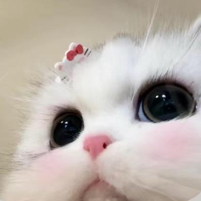 蛋包肠