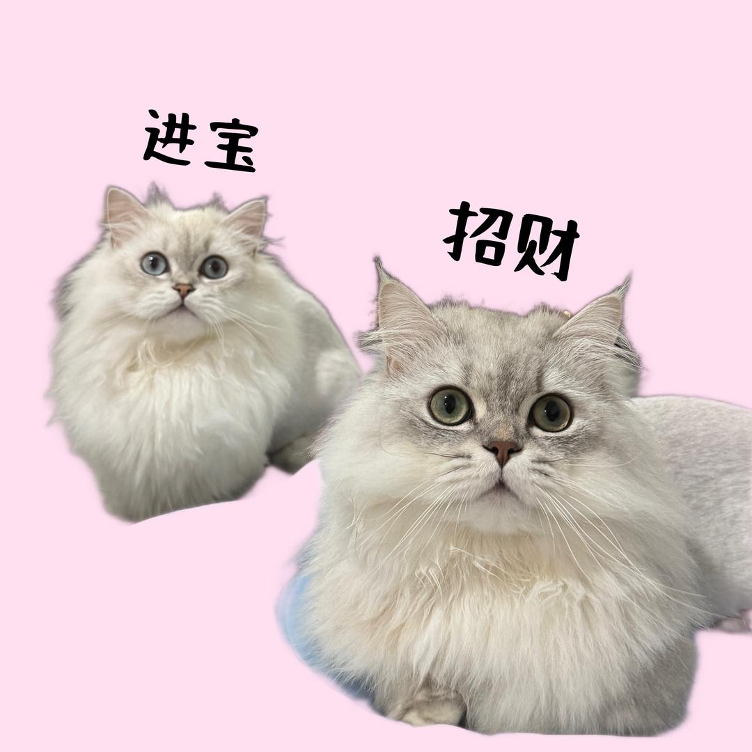 招财进宝是短腿🐱