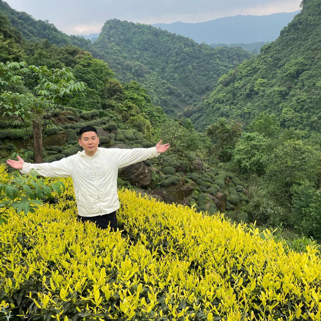 文雕雕蒙顶山茶