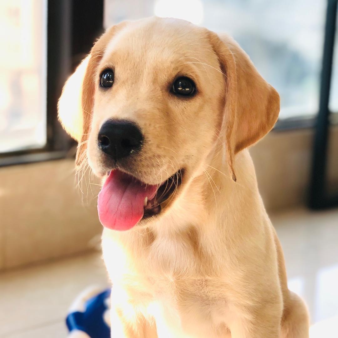 旺仔很忙🐶@抖音