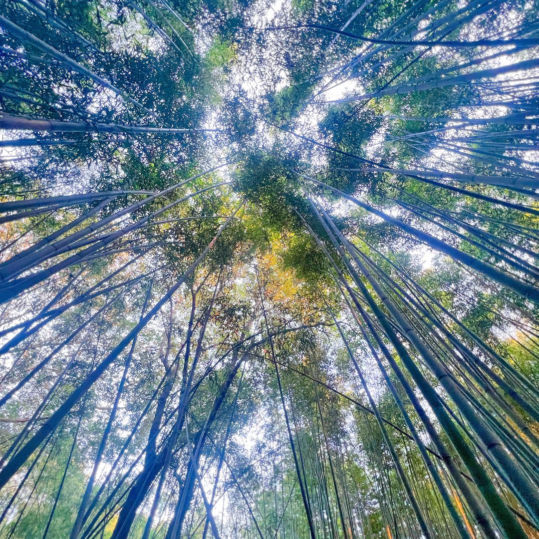 王哈哈