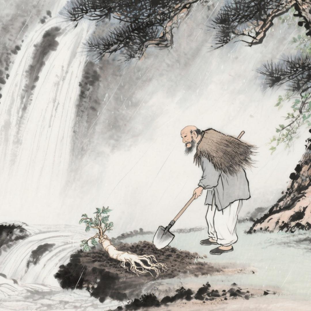 云滇苗家本草传承