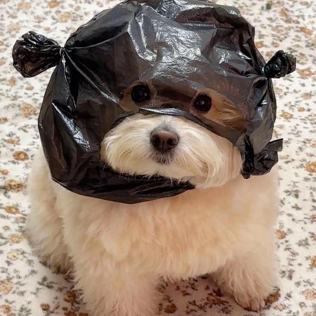 小李同学🦁️