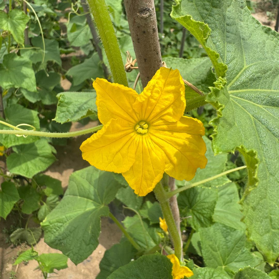 高级育婴师娜姐