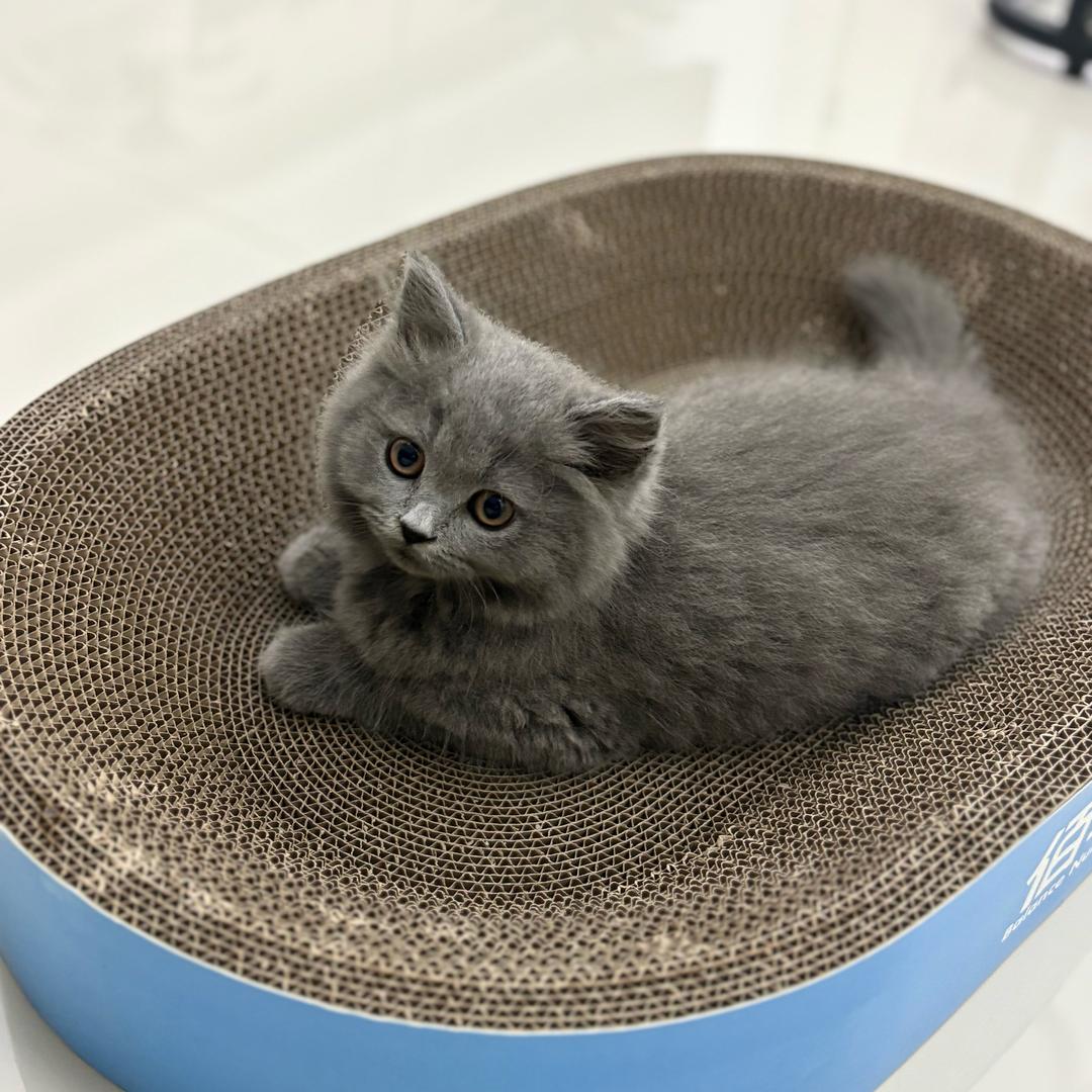 旺仔猫砂工厂店