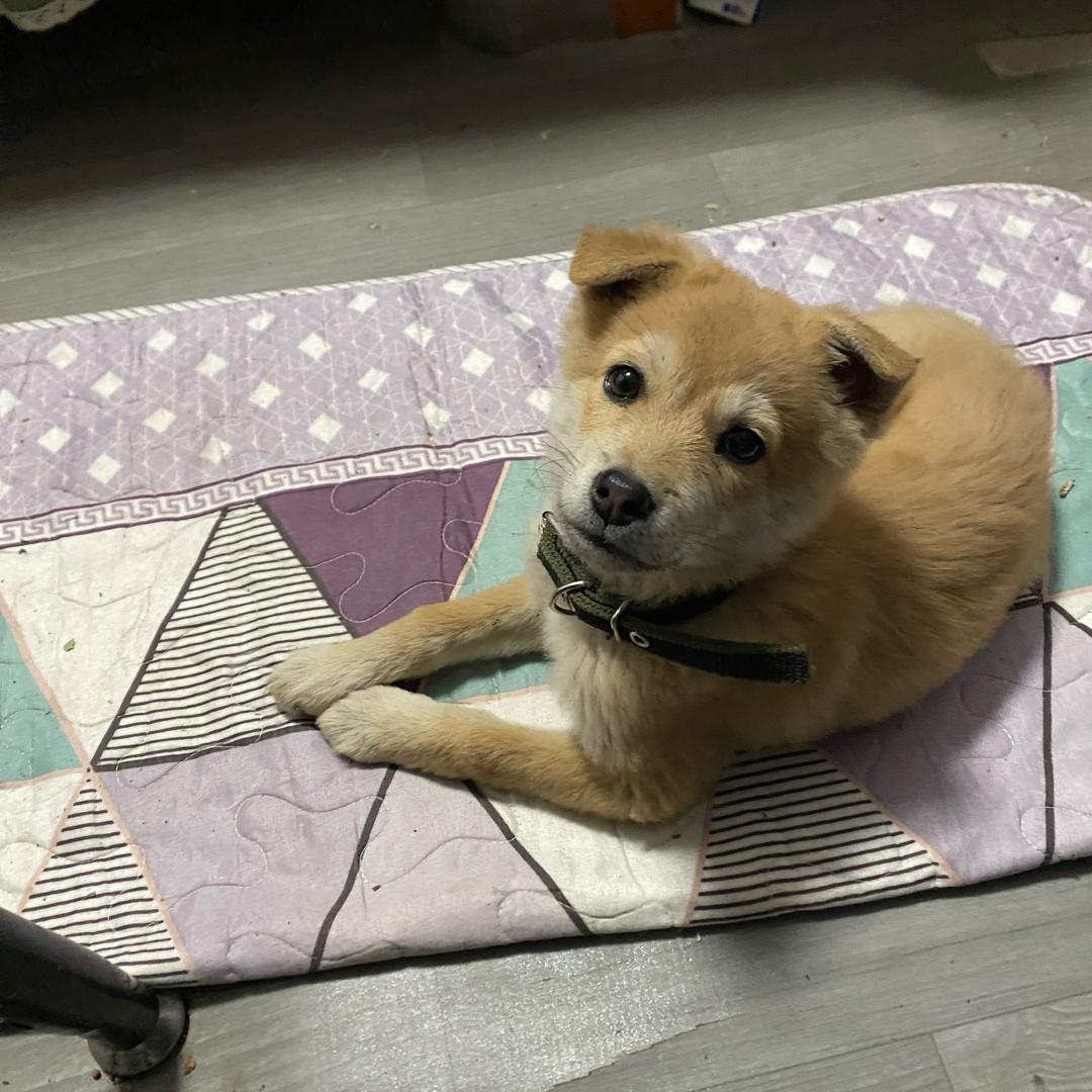 乡村土狗田园犬