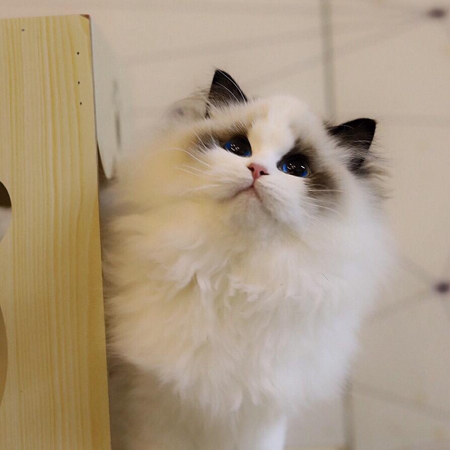 甜美布偶猫舍