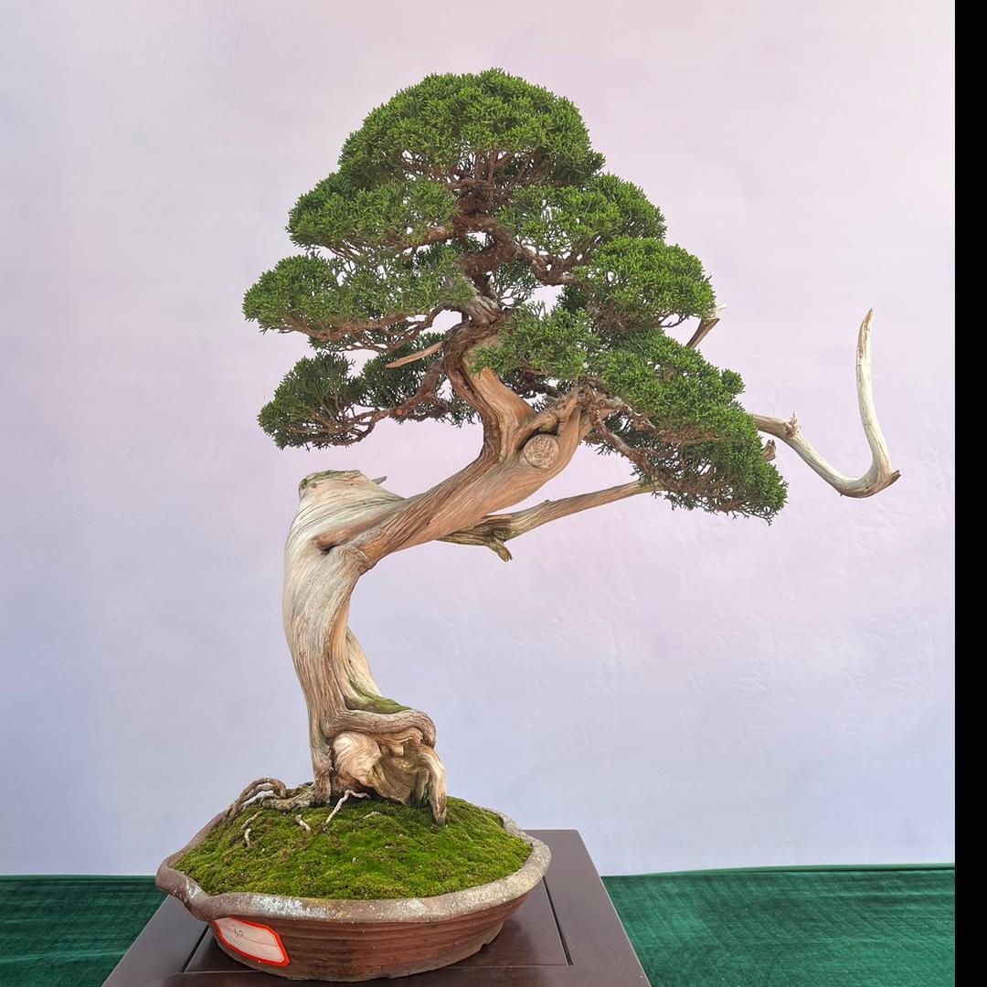 鸿宸黑松盆景园