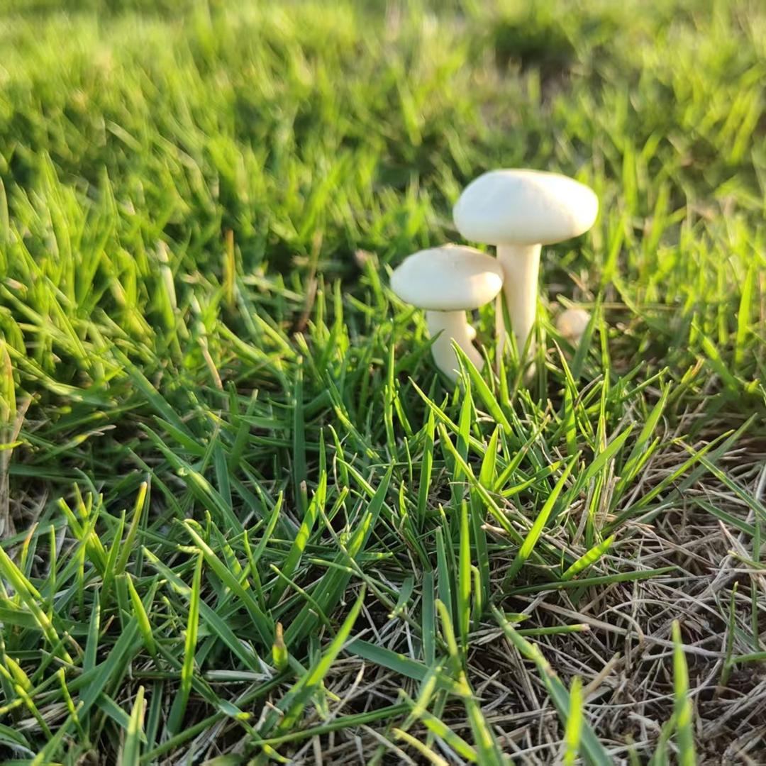 毛毛虫🐛 　༽  ｜╭