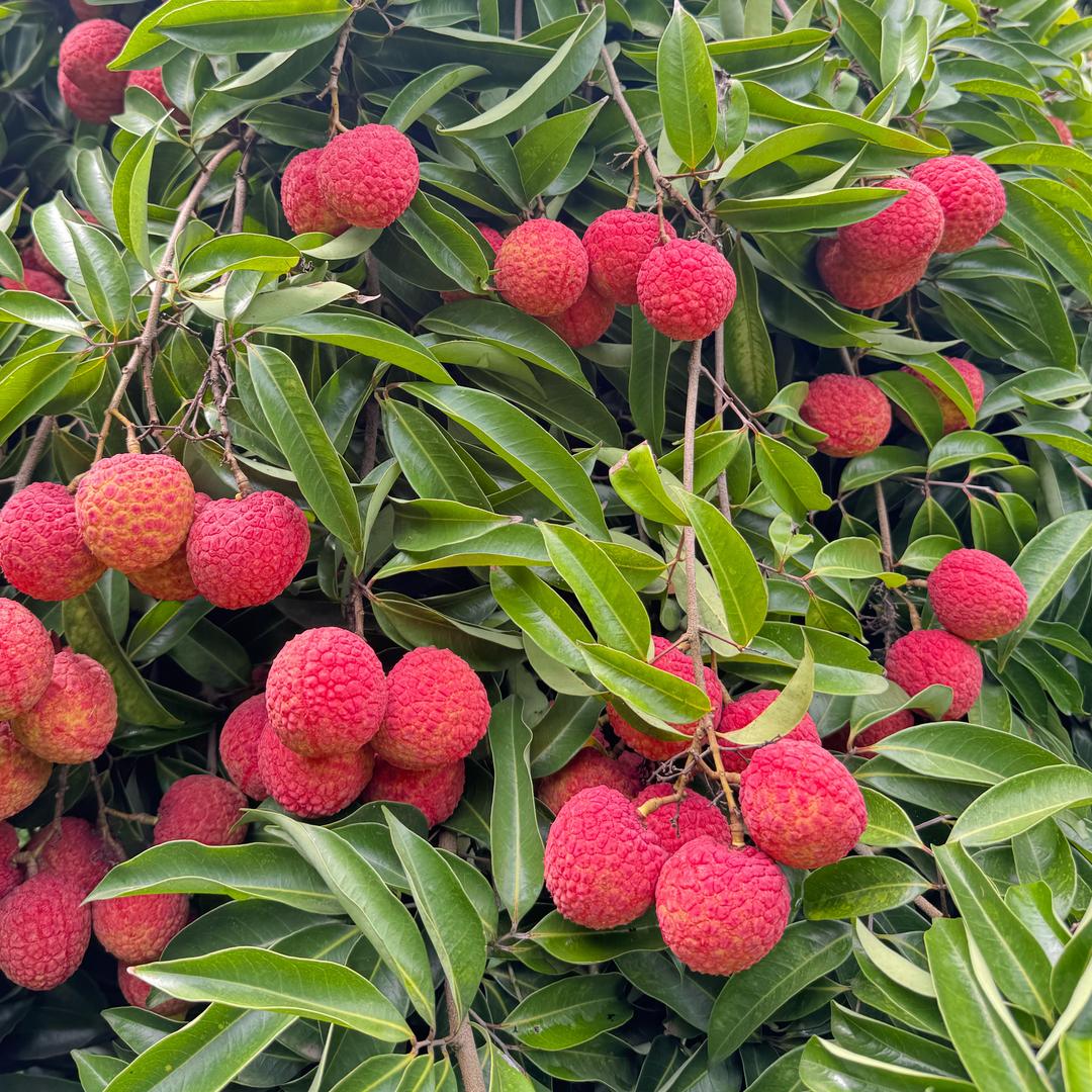 一翔家芒果荔枝园