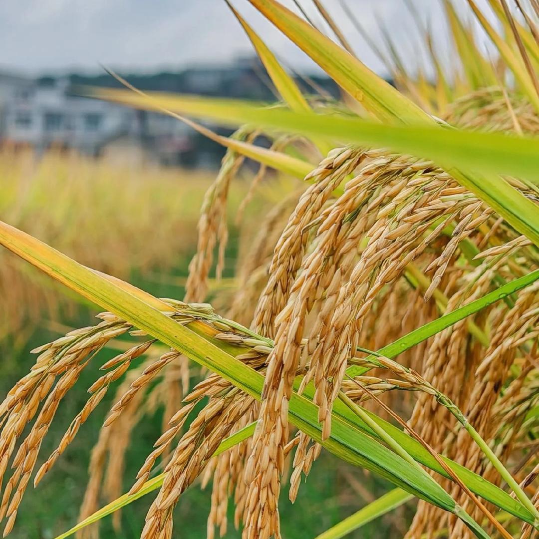 东北大米一号仓
