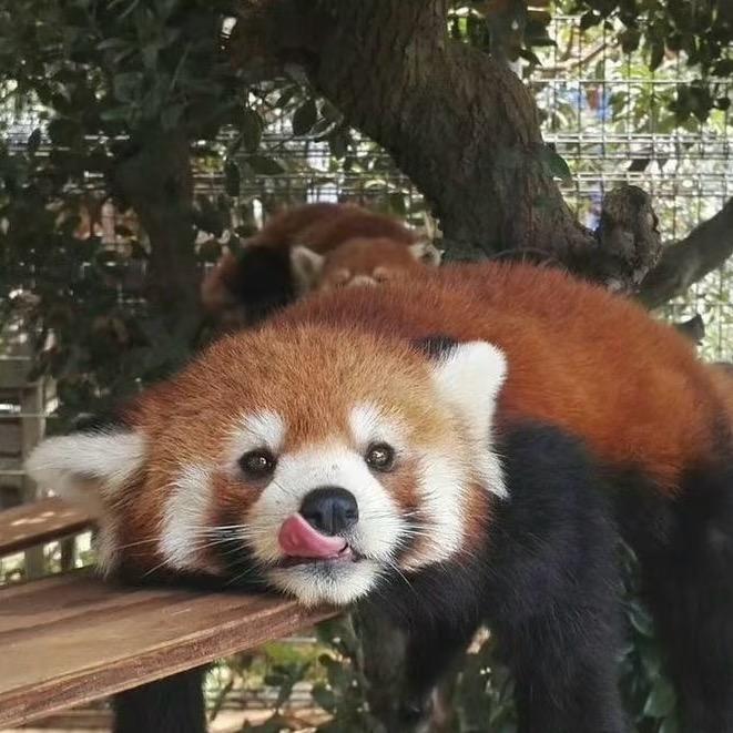 小熊不凶🍯