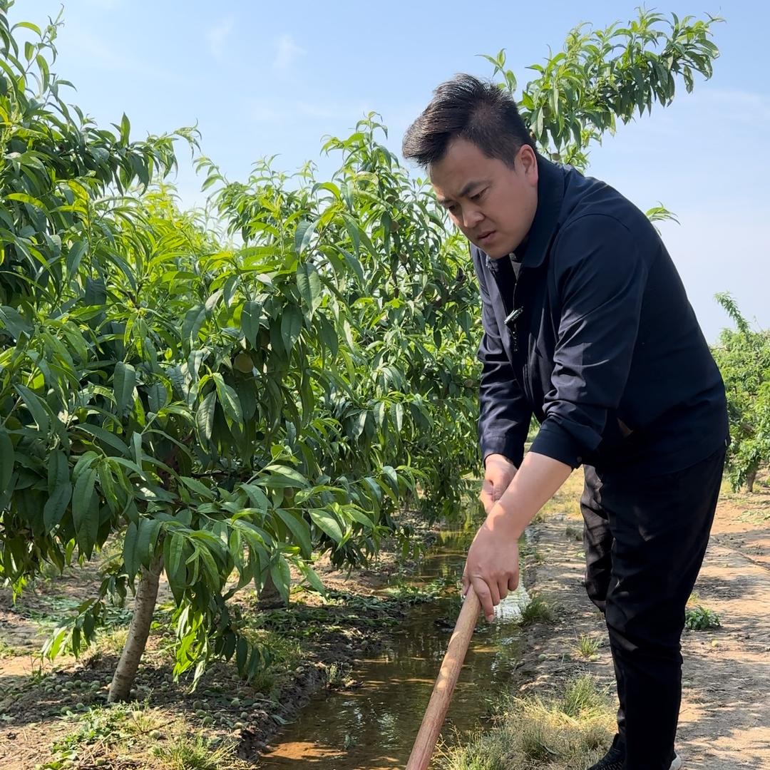 种果树结好果（商品在橱窗）
