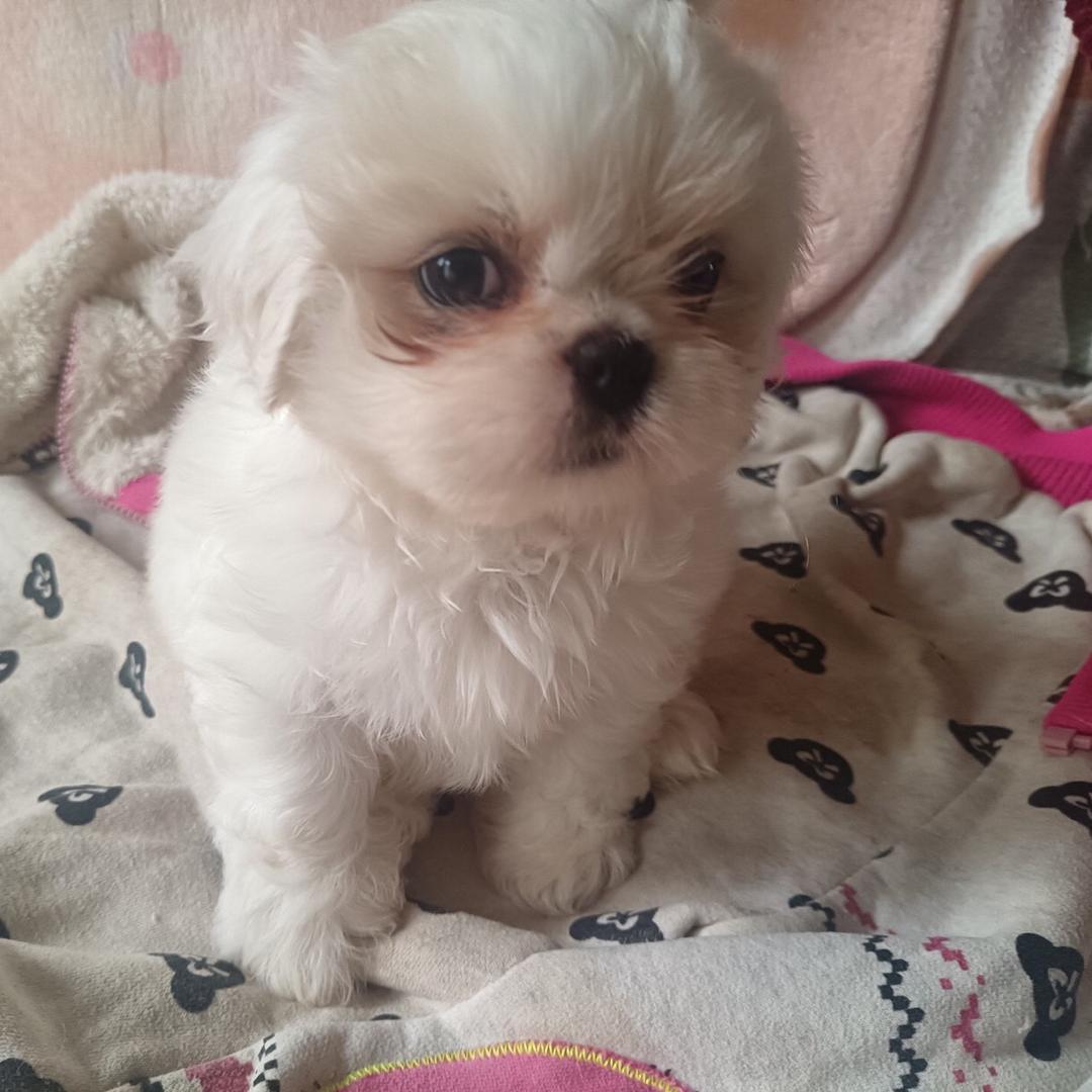 博美 比熊  马尔济斯约克夏