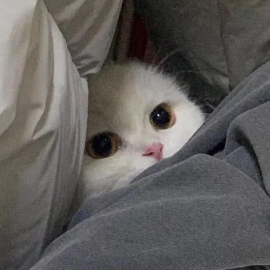 死貓