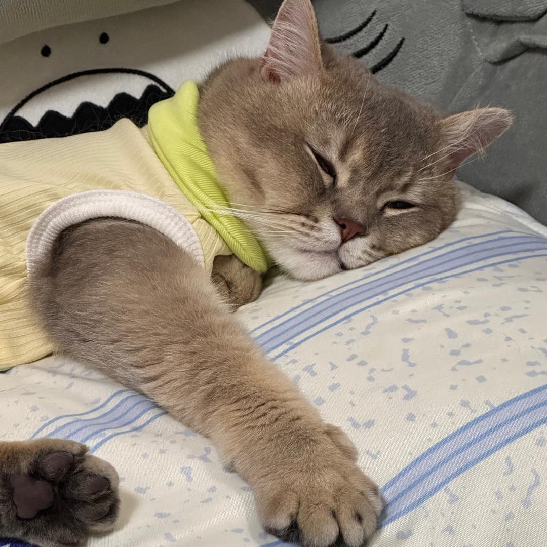 囧猫是大招