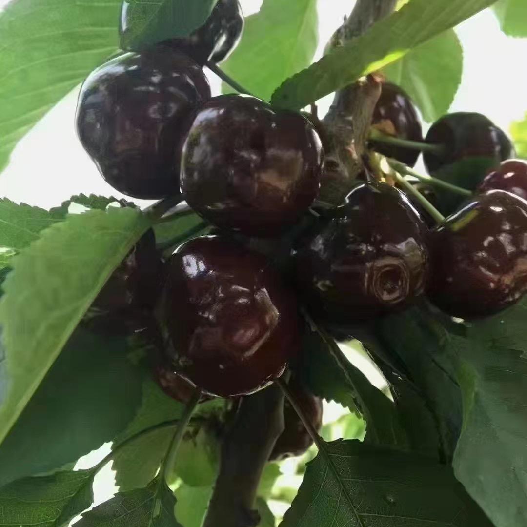 故里（wxf3535-769）